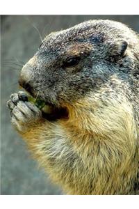 Portrait of an Alpine Marmot Eating a Snack Journal