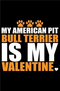 My American Pit Bull Terrier Is My Valentine