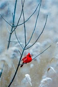 Redbird in Winter Journal