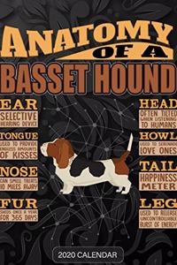 Anatomy Of A Basset Hound