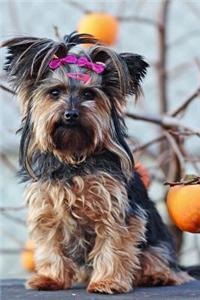 Cute Little Yorkie in a Pink Bow Journal