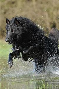 Belgian Shepherd Dog Groenendael Playing in the Water Journal