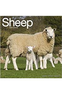 Sheep Calendar 2018 (Square)