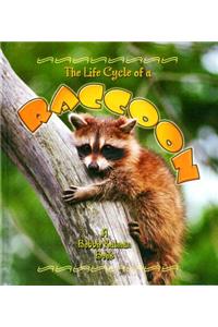 Life Cycle of a Raccoon