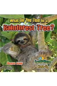 What Do You Find in a Rainforest Tree?