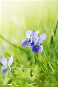 Wisconsin State Flower - Wood Violet