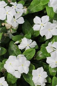 White Periwinkle Flower Journal
