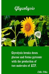 Glycolysis - Science Notebook / Extended Lined pages / Soft Matte Cover