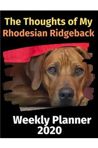 The Thoughts of My Rhodesian Ridgeback