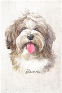 Havanese Dog Portrait Notebook