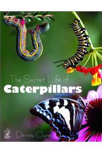 Secret Life of Caterpillars
