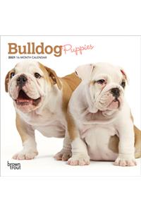 Bulldog Puppies 2021 Mini 7x7