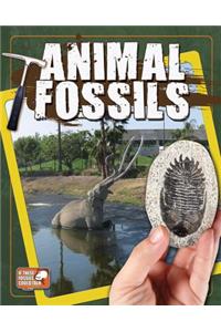 Animal Fossils