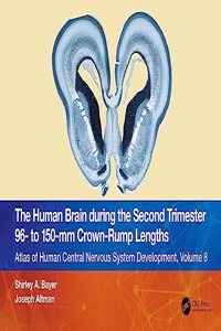 The Human Brain during the Second Trimester 96- to 150-mm Crown-Rump Lengths
