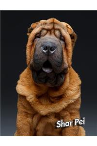 Shar Pei