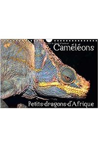 Cameleons - Petits Dragons D'afrique. 2017