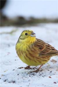 Yellowhammer Bird in the Snow Spring Songbird Journal