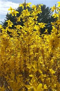 Journal Forsythia Bush Blue Sky Cloud Evergreen