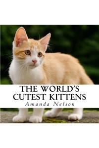 World's Cutest Kittens
