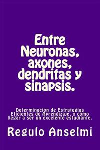 Entre Neuronas, axones, dendritas y sinapsis.