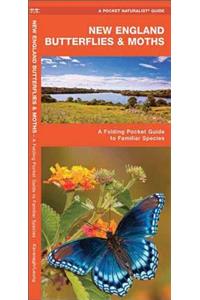 New England Butterflies & Moths