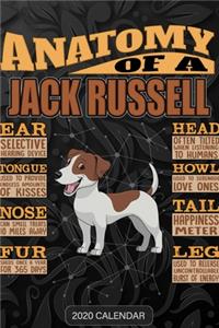 Anatomy Of A Jack Russell Terrier Jack Russell JRT Jack