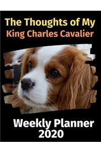 The Thoughts of My King Charles Cavalier