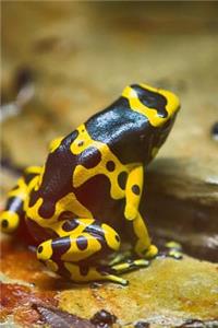 Stunning Black and Yellow Frog Journal