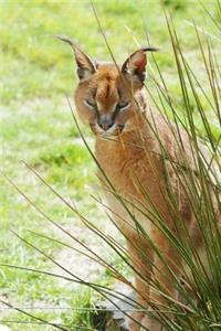 My Favorite Animal, Caracal Journal