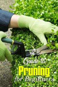 Guide to Pruning for Beginners