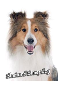 Shetland Sheepdog