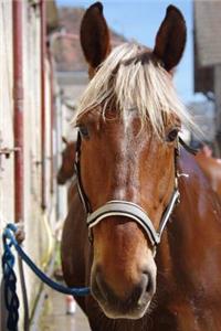 Comtois Horse Journal