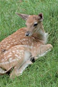 Resting Red Deer Journal