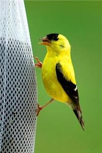 New Jersey State Bird - American Goldfinch Journal