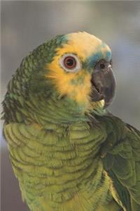 Blue-fronted Amazon Parrot Journal