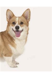 Pembroke Welsh Corgi