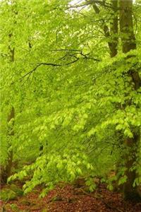 Spring Green Leaves in a Beech Tree Forest Journal
