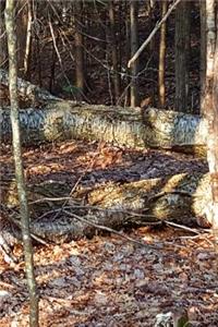 Fallen Birch Tree Journal