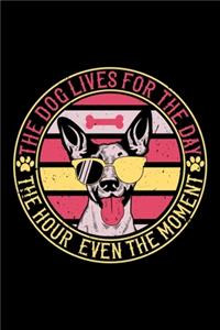The Dog Lives For The Day The Hour Even The Moment