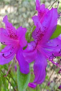 Lovely Purple Flowers 2019 Weekly Planner Springtime 134 Pages