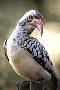 Skeptical Hornbill Bird is NOT Convinced Journal
