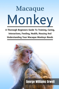 Macaque Monkey