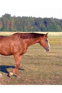 Horse Photo School Composition Book Equine Itchy Horse