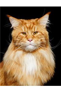 Maine Coon