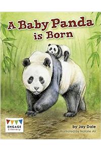 Baby Panda is Born
