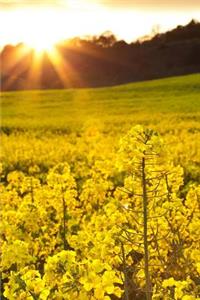 MindBlowing Yellow Rapeseed Sunset Journal