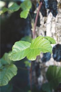 The Poison Oak Journal