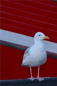 Seagull at the Marina Bird Journal