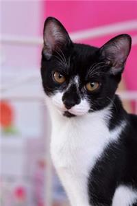 Adorable Black and White Kitty Journal