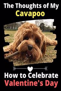 Thoughts of My Cavapoo